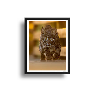 Face to face with a Bobcat