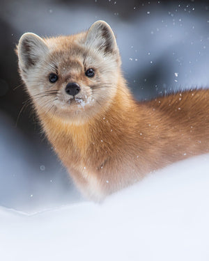 Snowy Pine Marten