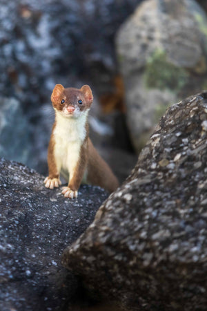 Furtive dans les rochers