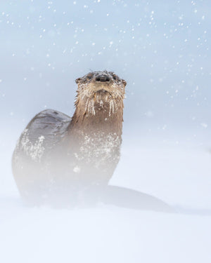 Sous la neige