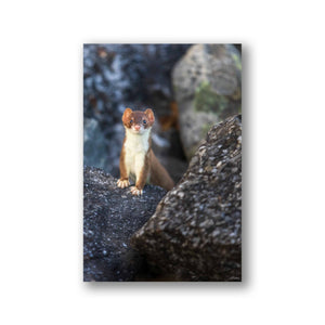 Furtive dans les rochers