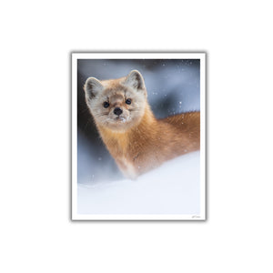 Snowy Pine Marten