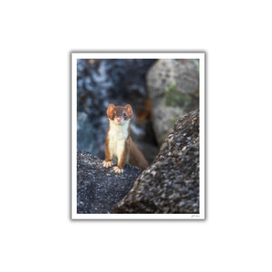 Furtive dans les rochers