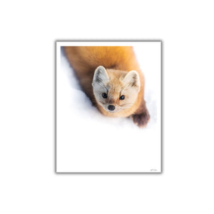 Curious Pine Marten