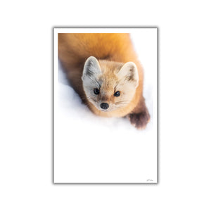 Curious Pine Marten