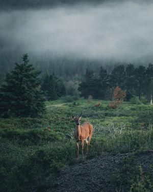 Dans la brume