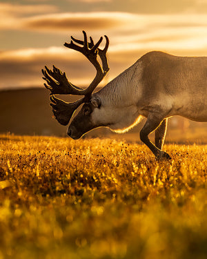 Lumière dorée sur le caribou