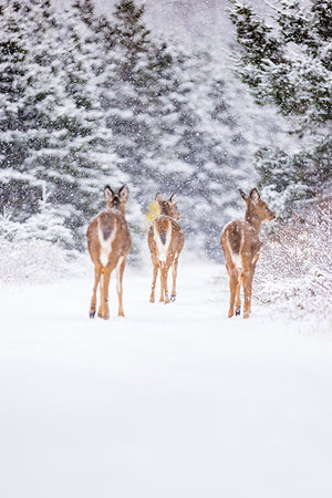 Deer trio under the snow