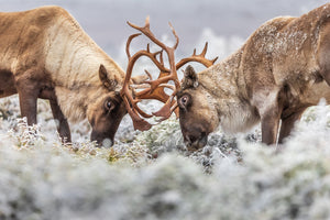 Antlers to antlers