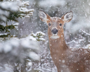 Cerf sous les flocons