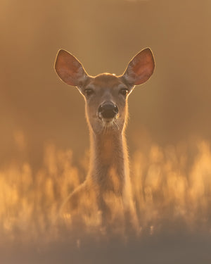 White-tailed deer