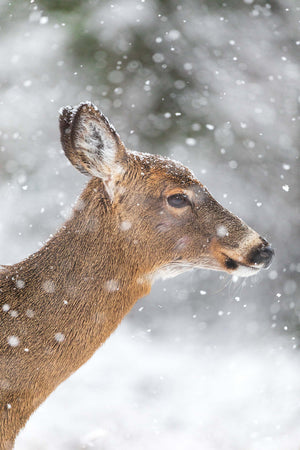 Snowy profile