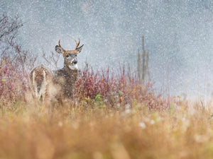 Première neige