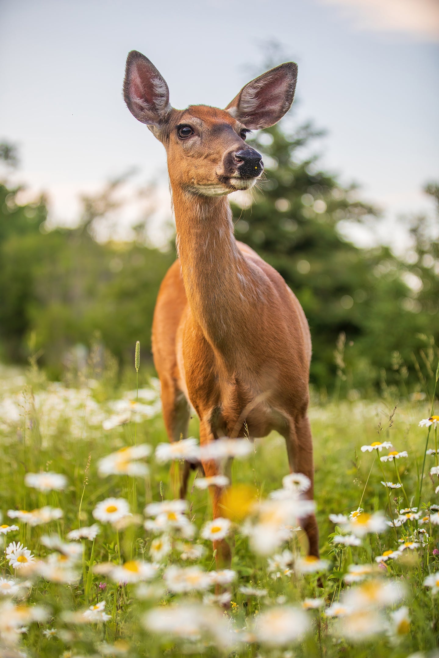 Devant les marguerites