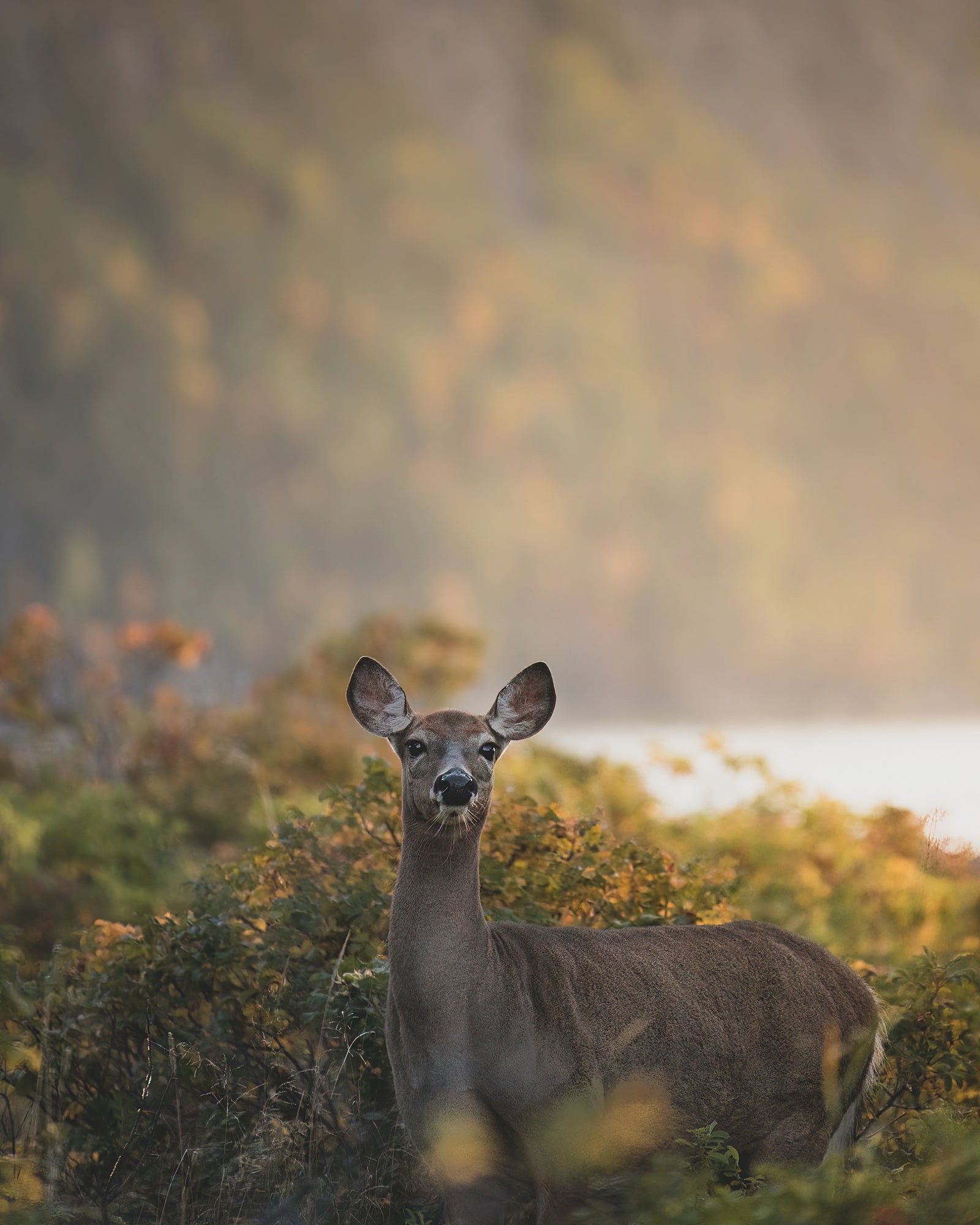Au pied du Pic Champlain