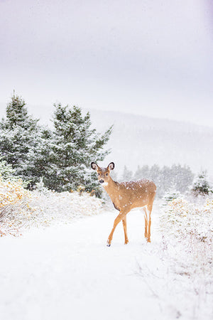 Elegance under the snow