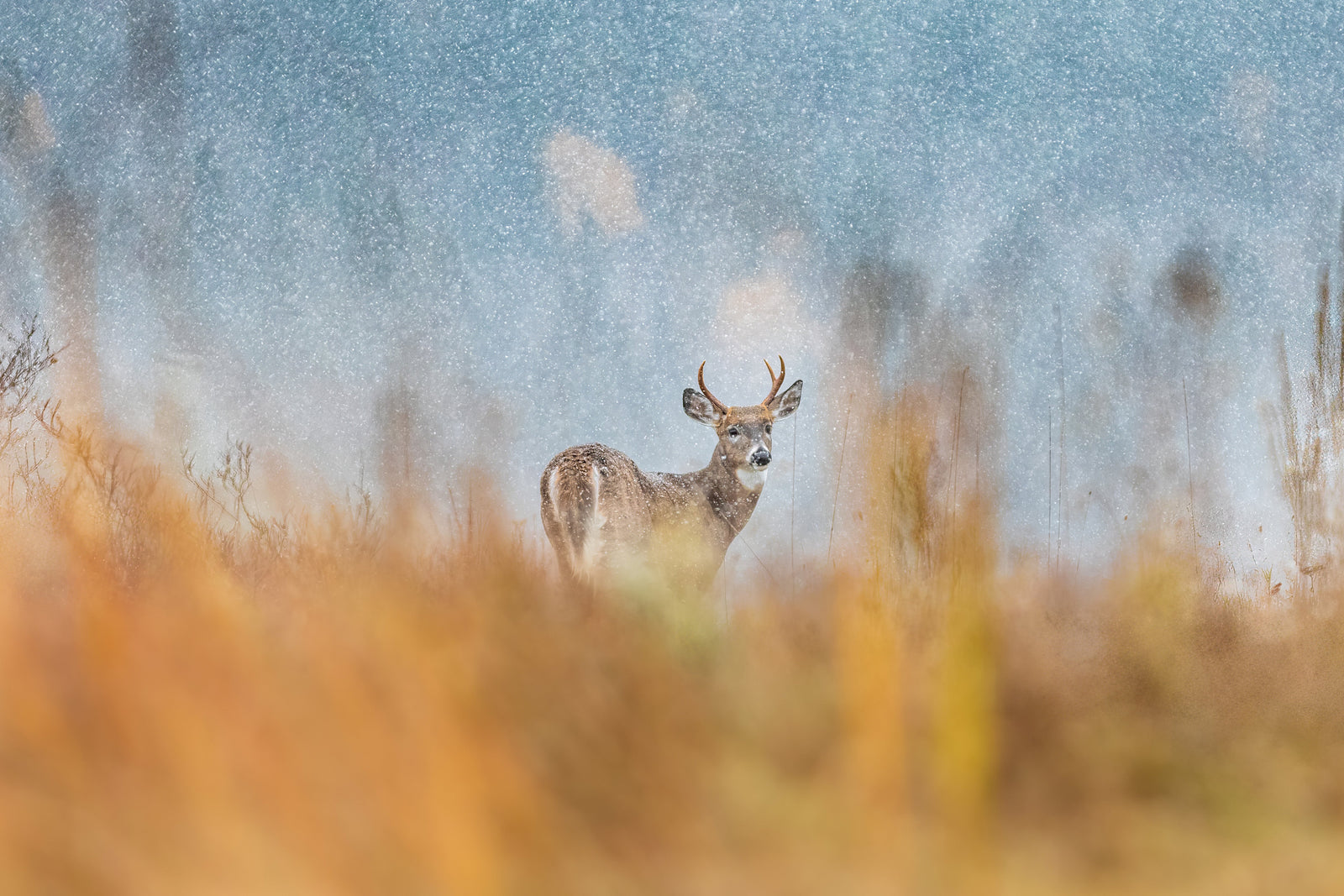 Spike dans la neige automnale