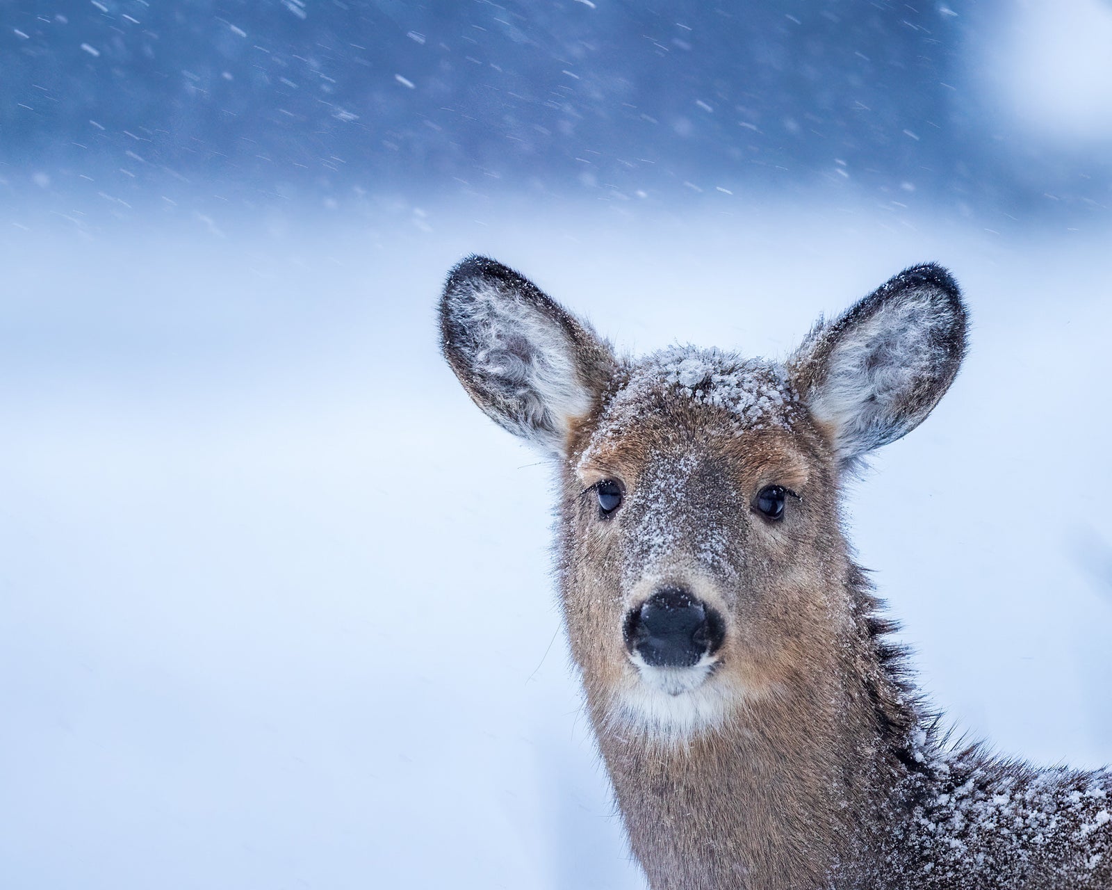 Cerf dans la tempête