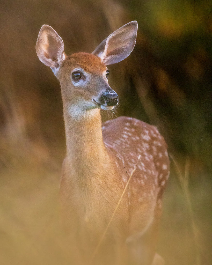 Encadré \, image size:819x1024
