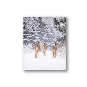 Deer trio under the snow