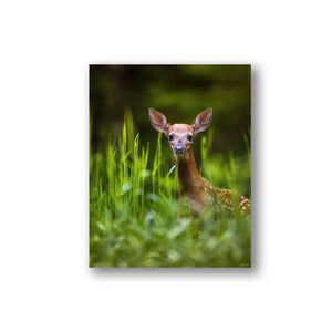 Fawn in the light