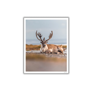 Beach caribou