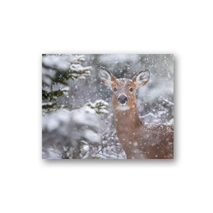 Cerf sous les flocons