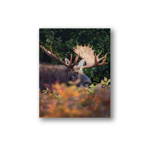 Fall buck