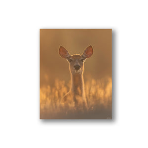 White-tailed deer