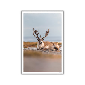 Beach caribou