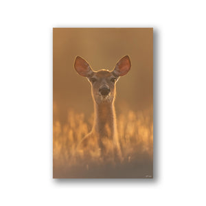 White-tailed deer