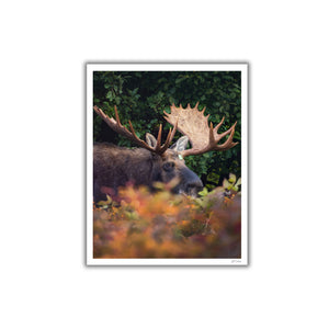 Fall buck