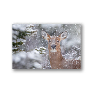 Cerf sous les flocons