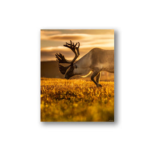 Golden light on the caribou