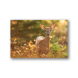 Fawn in the light