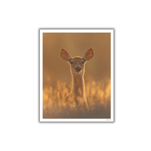 White-tailed deer