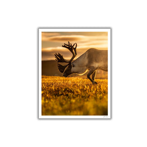 Golden light on the caribou