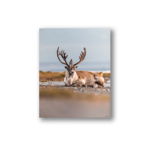 Beach caribou