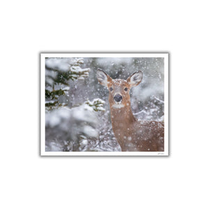 Cerf sous les flocons