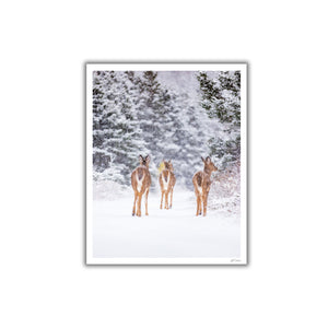 Deer trio under the snow