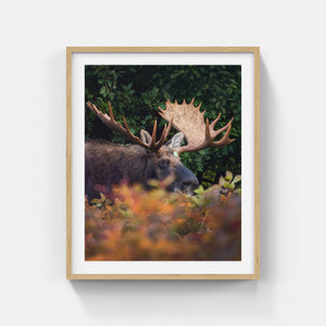 Fall buck