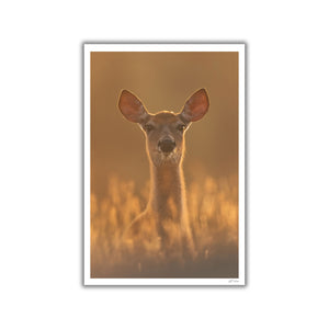 White-tailed deer