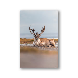 Beach caribou