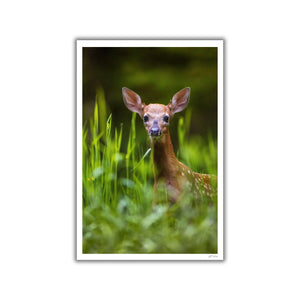 Fawn in the light