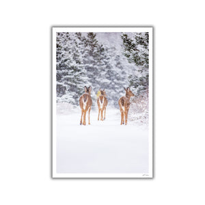 Deer trio under the snow