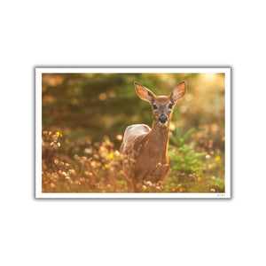 Fawn in the light