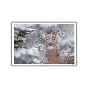 Cerf sous les flocons