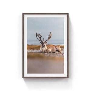 Beach caribou