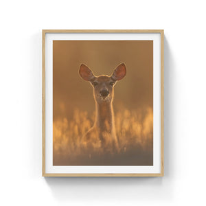 White-tailed deer