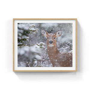 Cerf sous les flocons